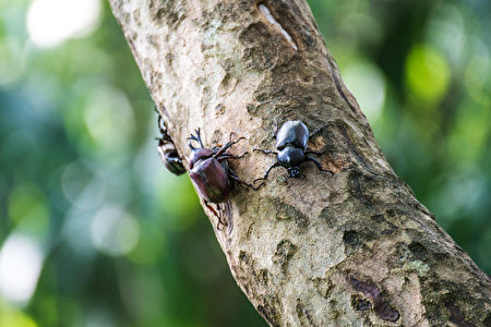 台北市立動物園13日表示，最近正是獨角仙破蛹而出的季節，園區內的光臘樹成了牠們天然的自助餐食堂和約會勝地。（台北市立動物園提供） 