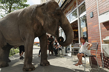 BERLIN, GERMANY - JULY 01: Maja, a 40-year-old elephant, munches on rolls outside a bakery as a local little girl looks on while Maja took a stroll through the neighborhood with her minders from a nearby circus on July 1, 2016 in Berlin, Germany. Maja performs daily at Circus Busch and circus workers take her on walks among the nearby apartment buildings to vacant lots where she likes to eat the grass. City authorities sanction the outings and federal regulations reportedly encourage activities for elephants to stimulate the animals' cognitive awareness. (Photo by Sean Gallup/Getty Images)