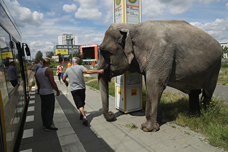 BERLIN, GERMANY - JULY 01: Circus worker Hardy Scholl coaxes Maja, a 40-year-old elephant, to peek into an arriving street tram during a stroll through the neighborhood on July 1, 2016 in Berlin, Germany. Maja performs daily at Circus Busch and circus workers take her on walks among the nearby apartment buildings to vacant lots where she likes to eat the grass. City authorities sanction the outings and federal regulations reportedly encourage activities for elephants to stimulate the animals' cognitive awareness. (Photo by Sean Gallup/Getty Images)
