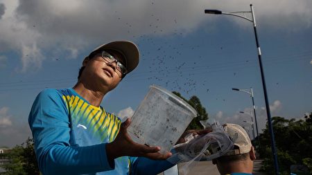 研究人员在沙仔岛野放受感染的雄性蚊子。(Kevin Frayer/Getty Images)