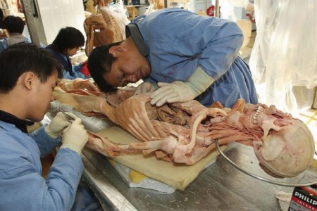 世界巡回展出塑化人体展。尸体标本绝大多数都是中国人，尸体展览公司承认尸体来源为中共警方。（AFP/Getty Images）