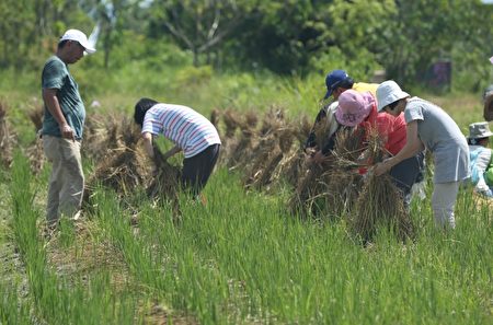 梦想新农水稻班学员带着小孩共同体验掌草。（曾汉东／大纪元）