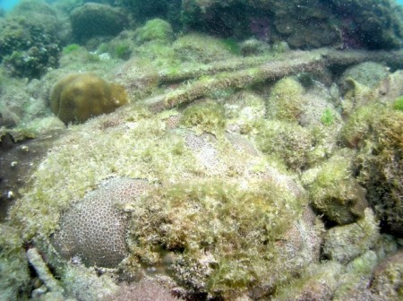 福尔摩沙伪丝珊瑚主要分布于垦丁万里桐、台东基翚及兰屿椰油村海域，每个族群均少于200个群体。（林务局/提供）