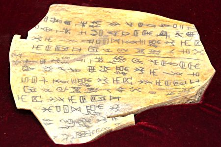 將在中國節期間展出、由牛骨製成的甲骨文複製品。它是從中國河南安陽殷墟博物館珍貴的收藏品中複製的。（良克霖/大紀元）