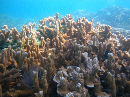 图为帕帕哈瑙莫誇基亞國家海洋保護區的珊瑚。（维基百科） 