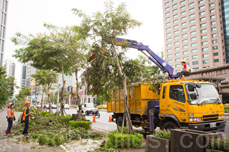 台风梅姬带来强大风雨，新北市路树倾倒灾情严重，28日一早清洁队员忙着整理倒塌的路树。（陈柏州／大纪元）