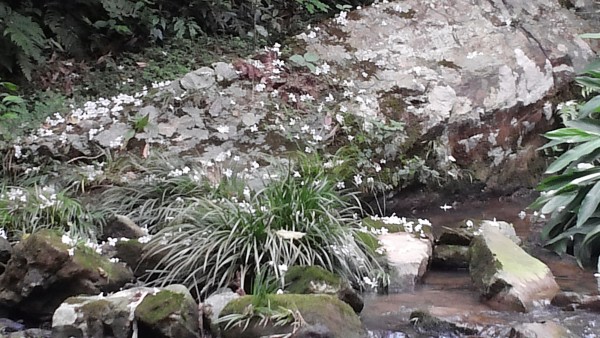 5月的桃米坑溪畔，油桐花已盛開，雪白花瓣落滿溪畔石岸。（賴瑞/大紀元）