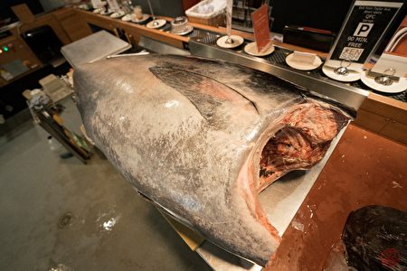 海中珍品——野生蓝鳍金枪鱼。（天寿司提供）