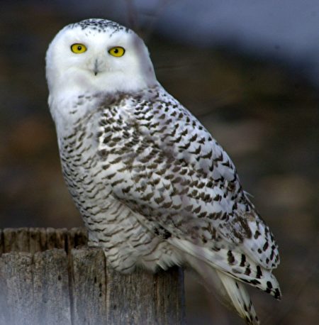 A snowy owl looks for prey from a perch above Lake Champlain 雪鸮已是魁省省鸟，作为候鸟，它的足迹遍布加拿大各地。（加通社）
