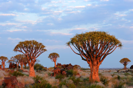 沙漠景观花岗岩岩石和箭袋树（二歧芦荟），纳米比亚，南非