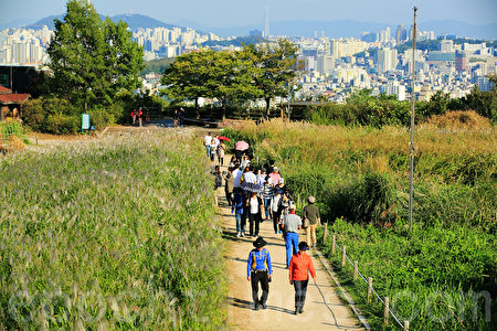 10月初的首尔蓝天公园风光秀丽，站在展望台最高处，抬头可见白云蓝天，低头可将首尔全景尽收眼底。轻盈漫步在一片广阔的紫芒花田里的游客们被浪漫秋色陶醉。（全景林／大纪元）