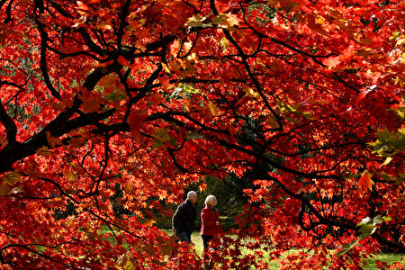 韦斯顿柏植物园红枫似火。(Dan Istitene/Getty Images)