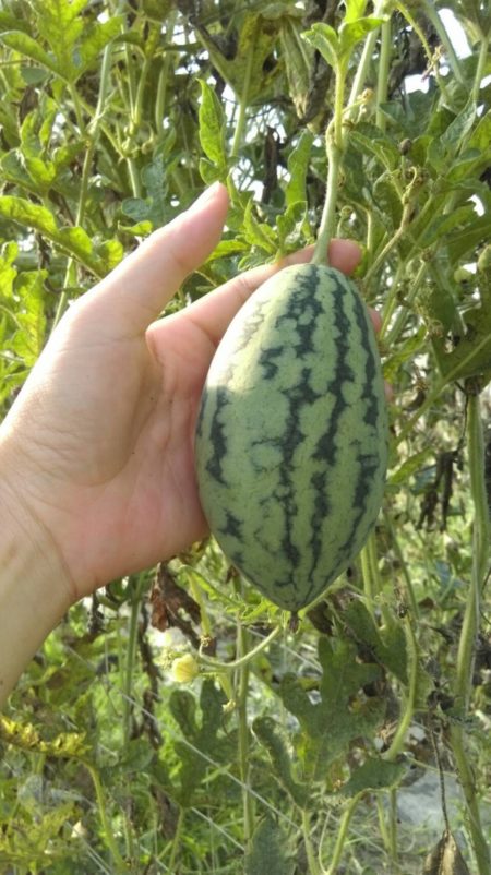 被农民剔除的小西瓜只有巴掌大，可发酵成“西瓜仔绵”增添食物风味。（黄靖雅提供）