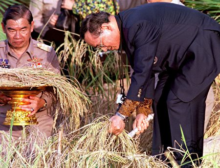 普密蓬關心民間疾苦，這是他在幫助收割水稻。 ( PORNCHAI KITTIWONGSAKUL/AFP/Getty Images)
