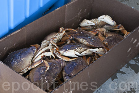 加州商业捕蟹季开锣 新鲜螃蟹上餐桌