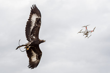 FRANCE-DEFENCE-FALCONRY-DRONES