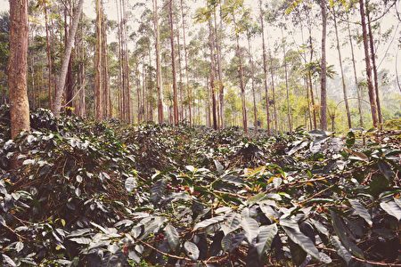 Golden Malabar咖啡庄园位于印尼政府规划的保育林区内，其土质为火山土壤，富含矿物质，以天然有机农法孕育出小而质地坚实的豆形与高甘甜度的豆质。（腾新提供）