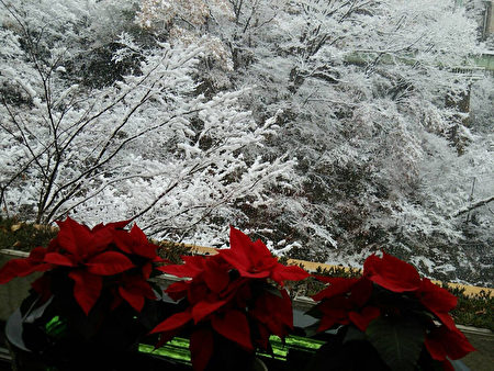 度于11月降雪。位于东京西北方群马县水上温泉则降雪 显着，形成梦幻般的景致。（读者提供／中央社）