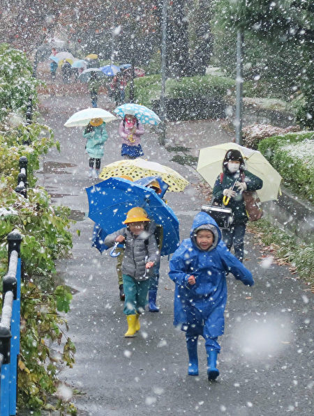 日本东京24日下起雪来，为东京54年来第一场11月雪。 东京西郊调布市小学生早上在雪中徒步上学。 （共同社提供／中央社） 