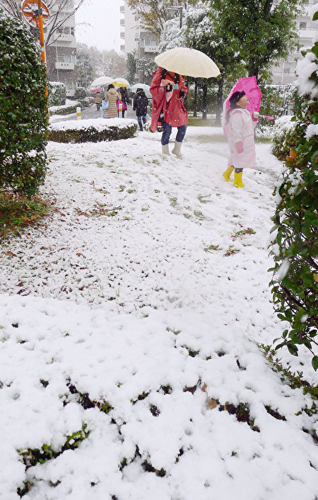 日本东京24日下起11月雪，为东京54年来首见。1名儿 童上午在东京西郊的雪堆中行走。 （共同社提供／中央社） 