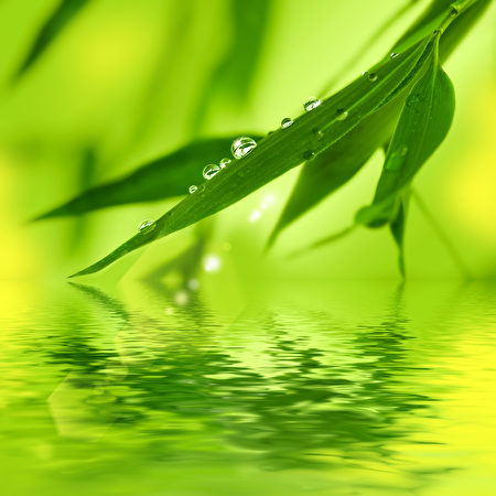 生命的绿色（图|Fotolia)