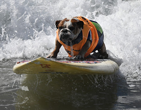 US-LIFESTYLE-SPORT-ANIMAL-DOG-SURF
