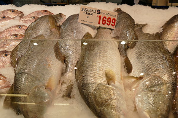 悉尼魚市場12月23日開啟了第21屆「36小時海鮮馬拉松」，活動期間有超過100個不同品種的海鮮售賣。（劉頌恩／大紀元） 