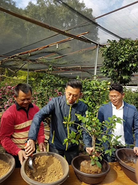 新竹市长林智坚在农会茶花产销班班长邱稳正协助下，为茶花进行“换盆”。（林宝云／大纪元）