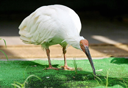 SADO ISLAND, JAPAN: This 17 September 2003 picture shows the last wild crested ibis born in Japan; "Kin" who died of old age 10 October 2003 at Sado island, in Niigata prefecture, northern Japan. Kin, whose age was estimated at 36, equivalent to over 100 for people, was believed as the world's oldest crested ibis. With the death, Japan now has 39 ibises sent from China or their descendants born artificially at the breeding centre. AFP PHOTO/JIJI PRESS (Photo credit should read JIJI PRESS/AFP/Getty Images)