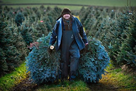 DUMFRIES, SCOTLAND - NOVEMBER 29: Workers at Glaisters Farm near Dumfries harvest this year's crop of Christmas trees as they prepare for the festive season on November 29, 2016 in Dumfries, Scotland. With Christmas fast approaching, thousands of British grown trees will be sold across the country with 80% of the trees being the Nordman FIR and around 10-15% Norway Spruce, and the remainder are lesser known varieties. (Photo by Jeff J Mitchell/Getty Images)