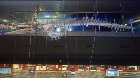 鯷鯨骨骼標本吊置於海之層天井中。（蘭博館提供） 