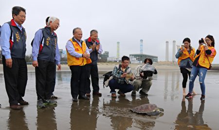 通霄發電廠洪廠長福洋(左二)在多人共同見證下將綠蠵龜野放回大海。（陳麗燕／大紀元）