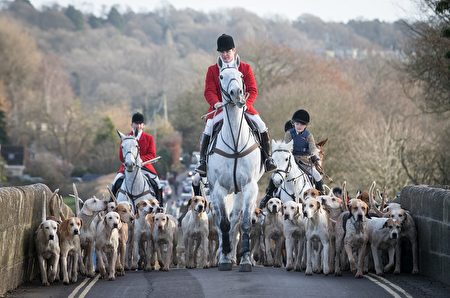 LACOCK, ENGLAND - DECEMBER 26: Joint Master and Huntsman, Stuart Radbourn (C) leads riders that have arrived for the Avon Vale Hunt's traditional Boxing Day meet in Lacock near Chippenham on December 26, 2016 in Wiltshire, England. Boxing Day is traditionally the biggest day in the hunt calendar, and despite the hunting ban that came into force in 2004, today is expected to see thousands of supporters drawn to meets across the country. (Photo by Matt Cardy/Getty Images)