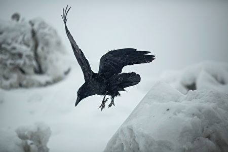 A raven hops along the tops of growing snow piles in Mammoth Lakes, California, January 9, 2017 as a series of strong storms moves through California. / AFP / DAVID MCNEW (Photo credit should read DAVID MCNEW/AFP/Getty Images)