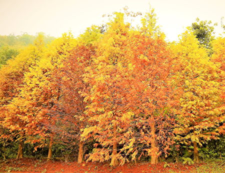景山落羽松。景山落羽松步道，秋天转成金黄的落羽松布满蜿蜒的步道，非常值得拍照留存。（景山社区提供）