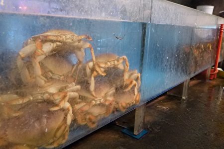 在出售生猛海鲜的中国城超市，四个螃蟹缸内，还有一个缸内有活蟹，其他几个螃蟹缸都空了。