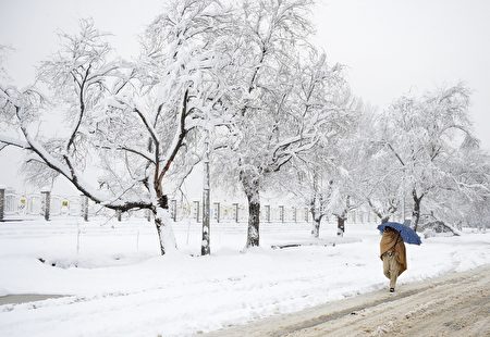 TOPSHOT - An Afghan pedestrian makes his way down a street past snow-covered trees in Kabul on February 5, 2017. Avalanches and freezing weather have killed more than 20 people in different areas of Afghanistan, officials said on February 4, as rescuers worked to save scores still trapped under the snow. / AFP / SHAH MARAI        (Photo credit should read SHAH MARAI/AFP/Getty Images)